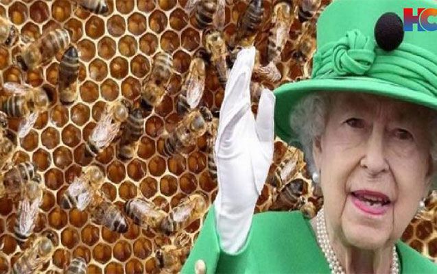 Kraliçanın ölümü haqda krallıq arılarına məlumat verildi