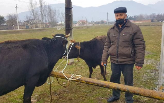 Oğuz və Qəbələdə şəhid ailələri və qazilər üçün təsərrüfatlar yaradıldı - FOTOLAR