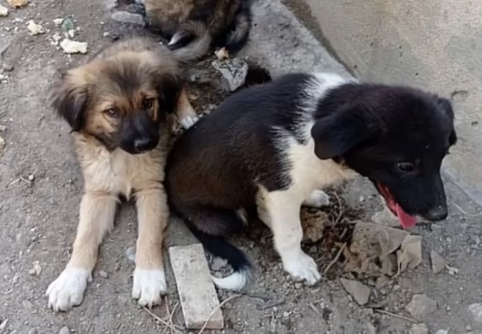 Bakıda küçə heyvanlarına qarşı növbəti zorakılıq