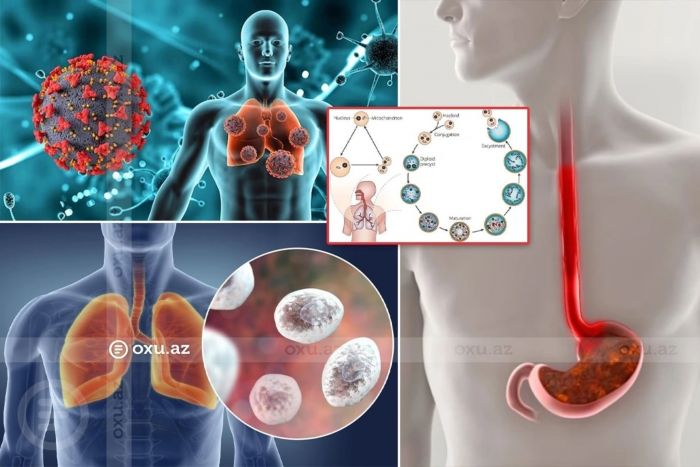 Yeni virus COVID-dən daha təhlükəlidir? - Mütəxəssis izah edir