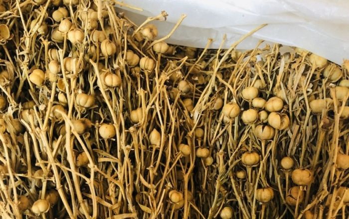 Xarici ölkəyə üzərlik aparsanız, həbs oluna bilərsiniz